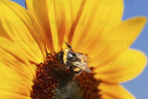 Close-up of a sunflower. A bee collects pollen and nectar from the flower