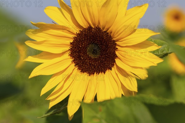Close-up of a sunflower