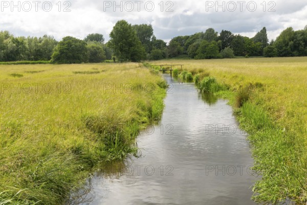 View west of drainage channel in watermeadow, Harnham Water Meadows, Salisbury, Wiltshire, England, UK