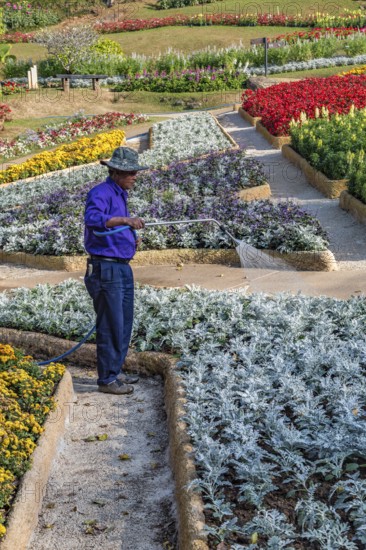 Laborer watering plants at Mae Fah Luang Gardens within the Doi Tung tourist attraction in Chiang Rai, Thailand