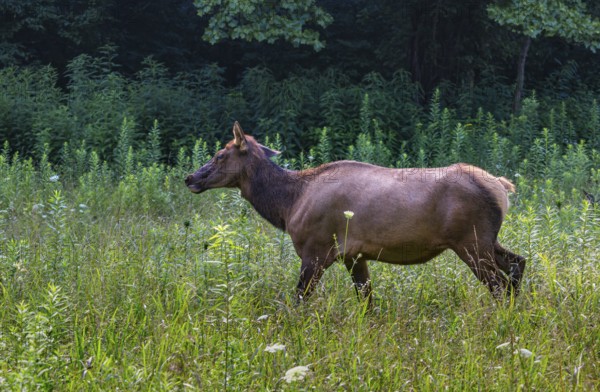 Wild North American Elk roaming free near the Oconaluftee Visitor Center at Great Smoky Mountains National Park near Cherokee, North Carolina