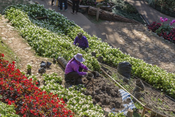 Tourists walking past colorful flowers and lush gardens while laborers maintain the grounds of the Mae Fah Luang Gardens within the Doi Tung tourist attraction in Chiang Rai, Thailand
