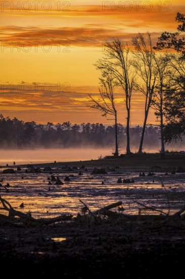 Stumps protrude from low water in Geiger Lake at sunrise in Paul B. Johnson State Park near Hattiesburg, Mississippi, USA