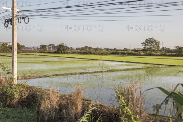 Rice fields in the Mueang Chiang Rai district of Northern Thailand
