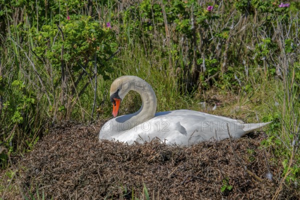 Breeding swan on nest Grossenbrode Baltic Sea