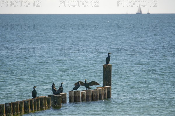 Cormorants on groynes Grossenbrode Baltic Sea Germany