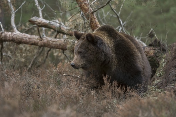 In the habitat... European brown bear (Ursus arctos), strong animal, breaks through undergrowth in the forest, looks annoyed, angry