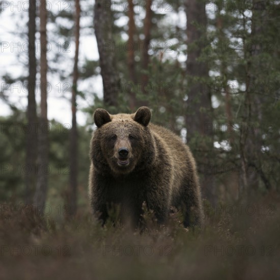 Surprising encounter... European brown bear (Ursus arctos), strong bear in the undergrowth of the forest, looking towards the camera, curious, alert gaze