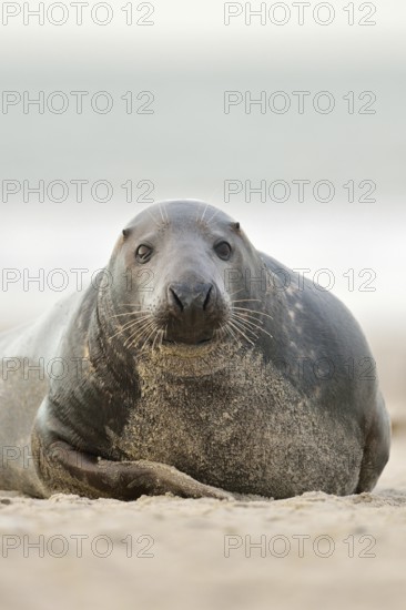 Cosiness... Grey seal (Halichoerus grypus) looking into the Kamea, North Sea, on the beach of Helgoland, native animal species, wildlife, Germany, Europe, Helgoland, Schleswig-Holstein
