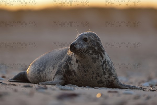 Watchful gaze... Grey seal (Halichoerus grypus), female seal in atmospheric light, North Sea, on the beach of Heligoland, native species, wildlife, Germany, Europe, Heligoland, Schleswig-Holstein