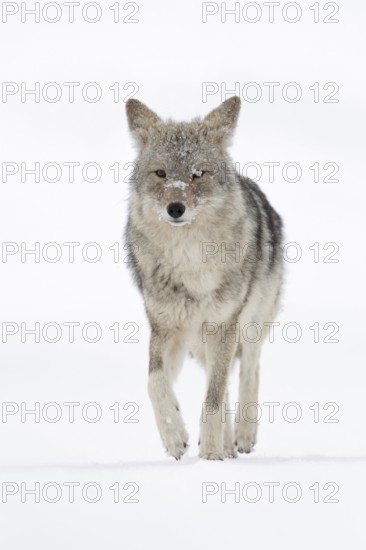 At a gentle trot... Coyote (Canis latrans) runs directly towards the camera in the depths of winter, fur is encrusted with ice and snow, frontal, particularly low camera angle for an exciting, natural image impression, Yellowstone, Wyoming, North America, United States of America