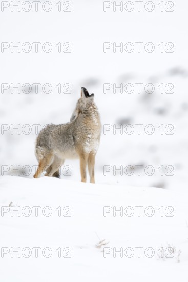 Coyote howling Coyote (Canis latrans) in winter, howling with head tilted far back, standing on a hill, on a mountain in the high snow, Yellowstone, Wyoming, USA