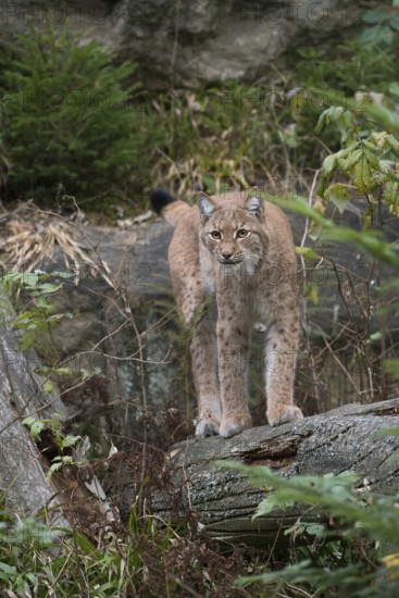 Stealthy hunter... Eurasian lynx (Lynx lynx), largest feline predator in large parts of Europe, surprise hunter that hides and quietly watches for prey, highly endangered due to habitat loss, Bavaria, Germany