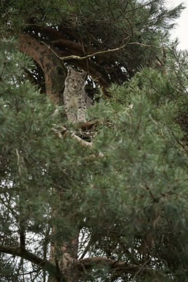 High up in a tree... Eurasian lynx (Lynx lynx), largest European cat of prey hiding high up in a tree, Germany, Western Europe