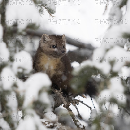 Through a gap in the branches... Pine marten (Martes americana) sits hidden in the branches of a conifer covered with snow in winter Yellowstone, Wyoming, North America, United States of America