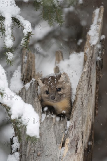 Pretty cute... American pine marten (Martes americana), young animal looks curiously, cheekily out of the inside of a hollow tree trunk in winter during snowfall, Yellowstone, Wyoming, North America, United States of America