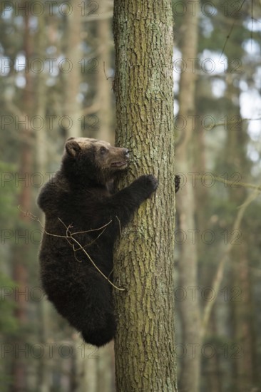 Now hold on tight... European brown bear (Ursus arctos), young bear climbs up a tree, seems insecure, holds on tight, looks up critically, funny picture, series animal children