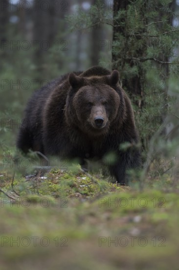 Through the undergrowth... European brown bear (Ursus arctos), loner on its forays through the woods, dangerous encounter, frontal shot