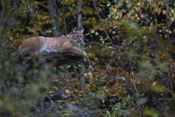 At the resting place... Eurasian lynx (Lynx lynx) lying, resting on an old, half-rotten tree trunk, well hidden, concealed by the autumn-coloured foliage of the surrounding bushes, trees, well camouflaged, stealthy living cat, Germany