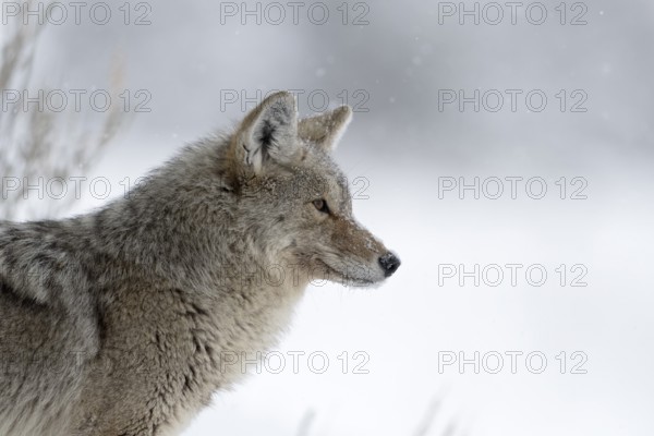 Attentively focussed... Coyote (Canis latrans) in winter during heavy snowfall, detailed close-up, head portrait of a wild coyote, has snow in its fur and snowflakes on its nose, coyotes are very robust and hardy animals, Yellowstone, Wyoming, North America, United States of America