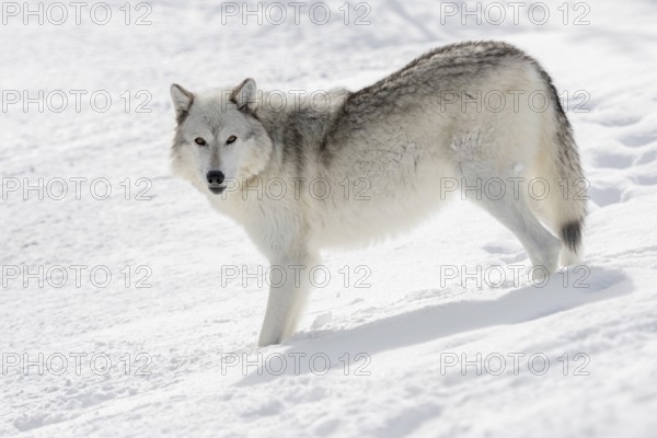 In the snow... Timberwolf (Canis lupus lycaon), white wolf in winter, shows all typical wolf characteristics, looks into the camera with amber-coloured eyes, a beautiful animal, Yellowstone, Wyoming, North America, United States of America