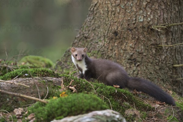 Attentive and agile... Stone marten (Martes foina), native marten, predator in the natural environment of a forest, sitting slightly elevated on the roots of a tree, looking around, side view, typical forked white chest markings are clearly recognisable, North Rhine-Westphalia, Germany, Western Europe