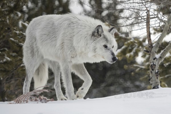 After eating... Timberwolf, North American grey wolf (Canis lupus lycaon) in natural environment, white wolf in winter, strong adult animal, next to him in the snow the remains of an animal carcass, prey, Yellowstone, Montana, USA, North America, United States of America