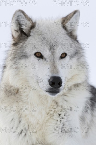 Grey wolf, Timberwolf wolf (Canis lupus) in winter, close-up, lying, wolf resting in the snow, photographed at eye level, detailed close-up, amber-coloured expressive eyes, Yellowstone area, Montana, USA, North America, United States of America