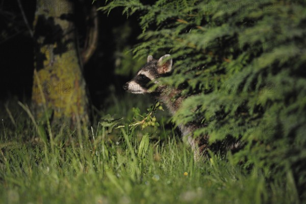 Life in hiding... Raccoon (Procyon lotor) in the middle of the night in a garden, almost everywhere unwelcome newcomer, captive refugee, neozoan, invasive species that causes many problems, Hesse, Germany, Western Europe