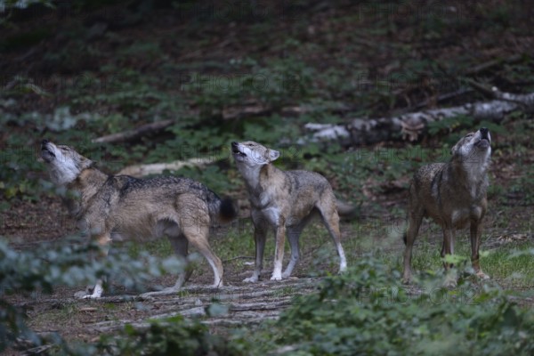 Howling of wolves... Grey wolves (Canis lupus), wolf packs after dark, European gray wolf, wolves in packs, wolf occurrence in Germany, native nature, Western Europe