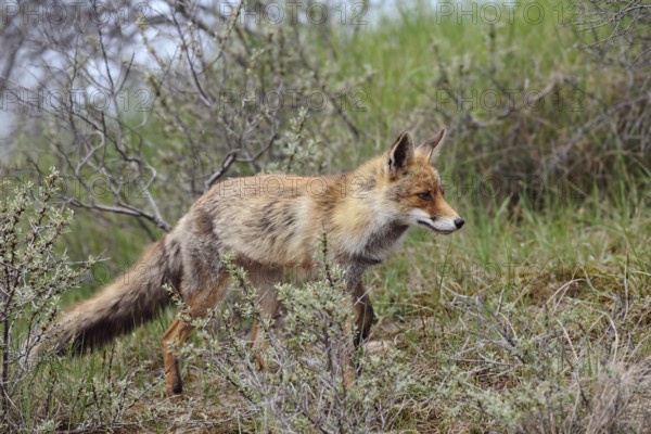 Stalking through the hunting ground... Red fox (Vulpes vulpes) in a short summer coat on an embankment in the dense undergrowth in search of prey, North Holland, Netherlands, Western Europe