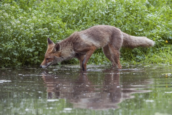 In the water... Red fox (Vulpes vulpes), fox in short-haired summer coat searching for food at the edge of a body of water, North Rhine-Westphalia, Germany, Western Europe