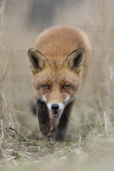 Predator bite... Red fox (Vulpes vulpes), fox runs across a fox path in the reeds directly towards the camera, frontal shot from the mouse's perspective, direct eye contact, captivating image
