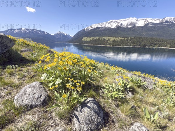 Mountain lake with flowers in front of blue sky and snow-capped mountains, Wallowa Lake, Joseph, Oregon, USA, North America