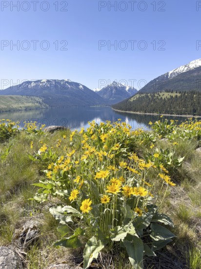Mountain lake with flowers in front of blue sky and snow-capped mountains, Wallowa Lake, Joseph, Oregon, USA, North America
