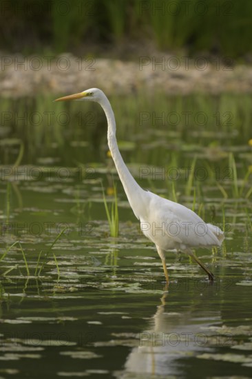 Great White Egret (Ardea alba), water, hunting, Lower Austria