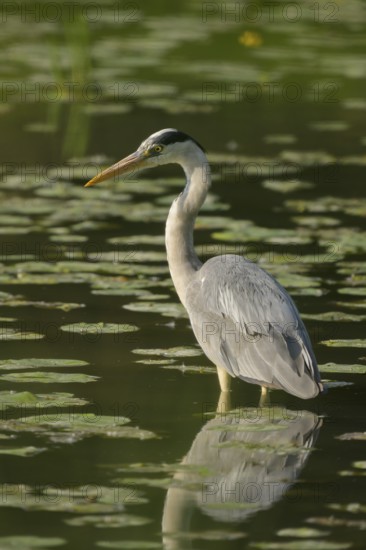 Grey heron (Ardea cinerea), water, hunting, Lower Austria