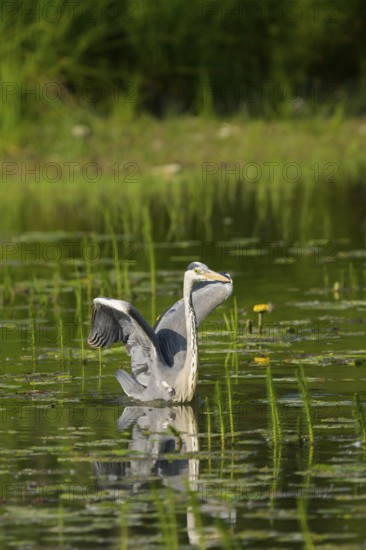 Grey heron (Ardea cinerea), water, hunting, open wings, Lower Austria