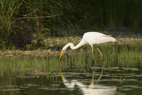 Great White Egret (Ardea alba), water, hunting, Lower Austria