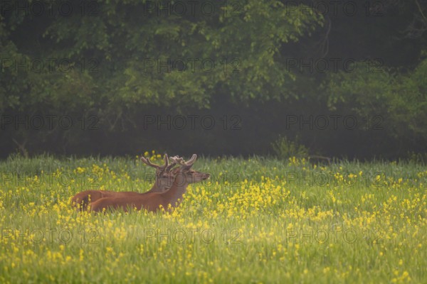 Red deer (Cervus elaphus), velvet antlers, field, meadow, light fog, Lower Austria