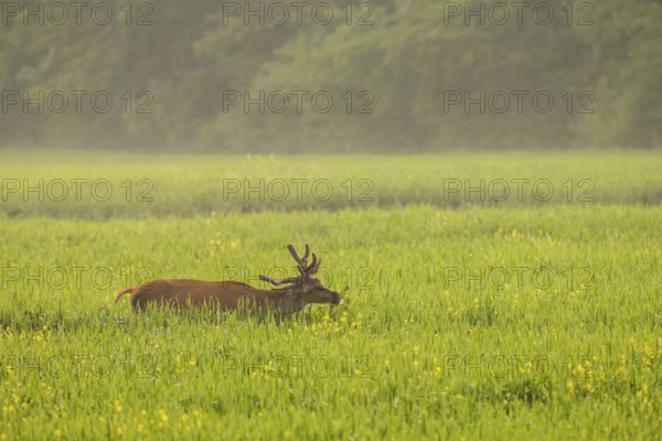 Red deer (Cervus elaphus), velvet antlers, eating, field, meadow, light fog, Lower Austria