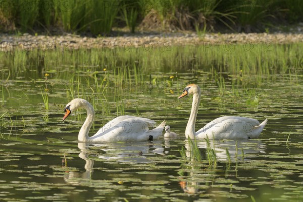 Mute swans (Cygnus olor), juvenile, water, Lower Austria