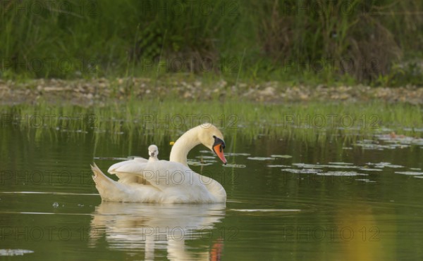 Mute swan (Cygnus olor), juvenile, water, Lower Austria