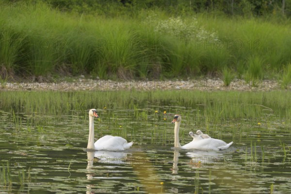 Mute swans (Cygnus olor), juveniles, water, Lower Austria