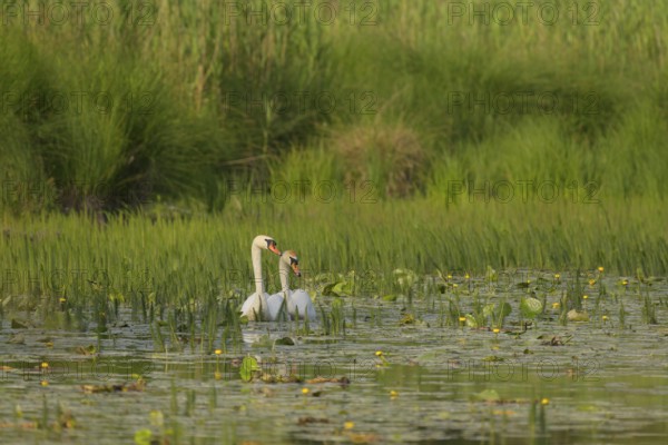 Mute swans (Cygnus olor), water, Lower Austria
