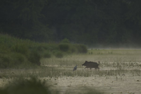Wild boar (Sus scrofa), grey heron (Ardea cinerea), water, light fog, morning mood, Lower Austria)