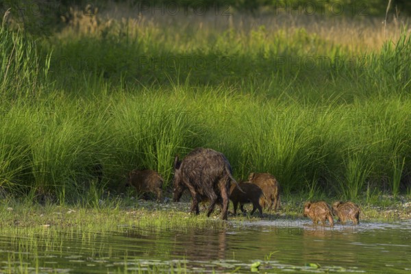 Wild boar (Sus scrofa), young animals, water, Lower Austria
