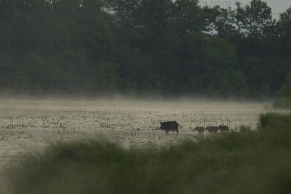 Wild boar (Sus scrofa), young animals, water, light fog, morning mood, Lower Austria