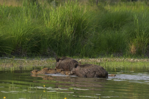 Wild boar (Sus scrofa), young animals, swimming, water, Lower Austria