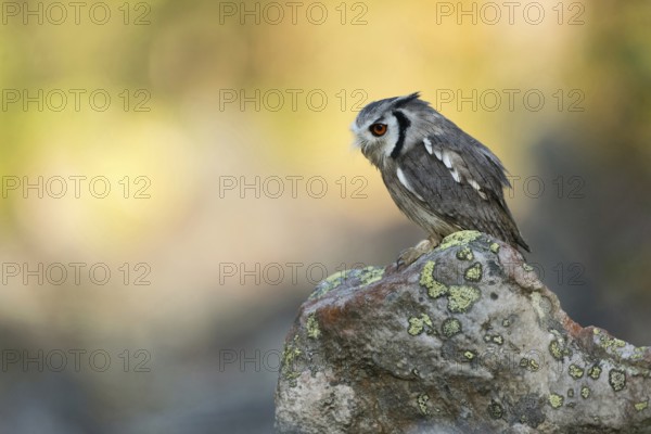 Southern white-faced owl... Southern bush owl (Ptilopsis granti), a very pretty little owl widespread in Africa, Botswana